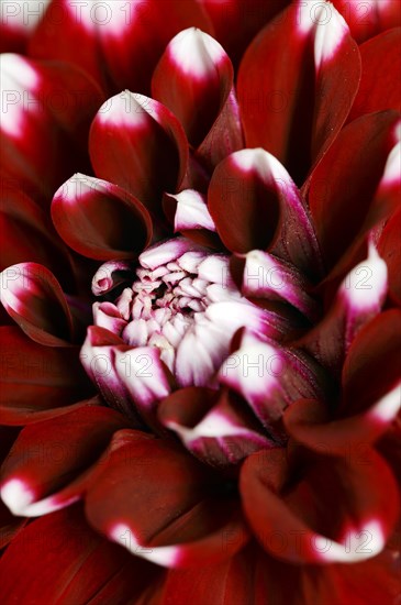 Dahlia 'Checkers' (Dahlia Hybride), detail of flower, ornamental plant, North Rhine-Westphalia, Germany, Europe