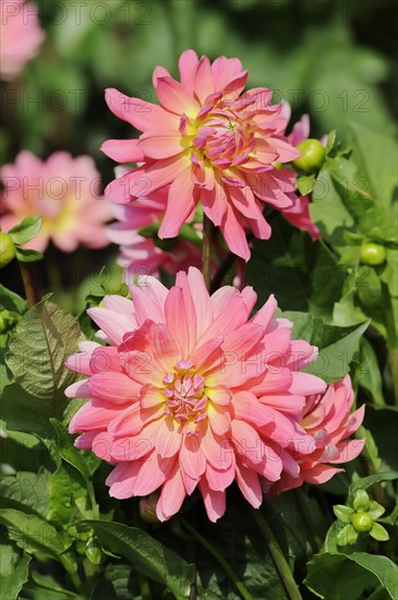 Dahlia 'Satellite' (Dahlia Hybride), flower, ornamental plant, North Rhine-Westphalia, Germany, Europe