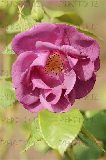 Garden rose or rose 'Rhapsody in Blue' (Rosa hybrida), flower, ornamental plant, North Rhine-Westphalia, Germany, Europe