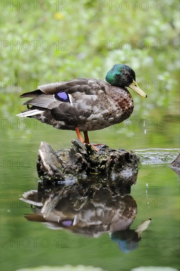 Mallard (Anas platyrhynchos), drake, North Rhine-Westphalia, Germany, Europe