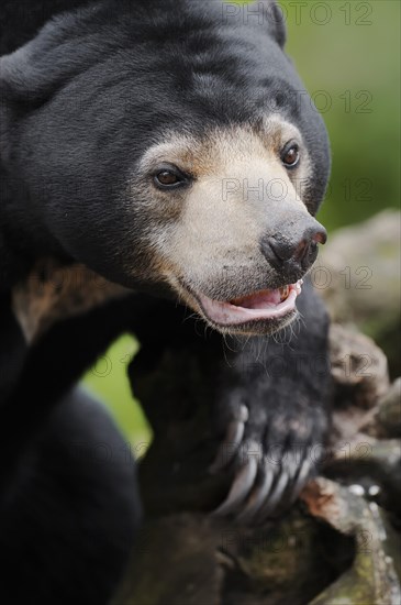 Malayan bear or sun bear (Helarctos malayanus, Ursus malayanus), captive, occurring in Southeast Asia