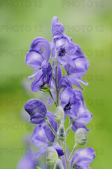 Monkshood (Aconitum napellus), flowers, ornamental plant, North Rhine-Westphalia, Germany, Europe