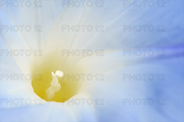 Three-colored morning glory (Ipomoea tricolor), detail of the flower, native to Mexico, ornamental plant, North Rhine-Westphalia, Germany, Europe