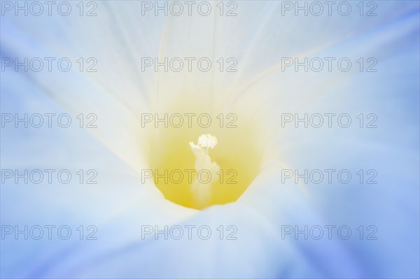 Three-colored morning glory (Ipomoea tricolor), detail of the flower, native to Mexico, ornamental plant, North Rhine-Westphalia, Germany, Europe