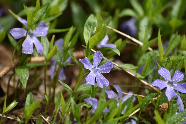Lesser periwinkle (Vinca minor) in early spring in the forest of the Hunsrueck-Hochwald National Park, Rhineland-Palatinate, Germany, Europe