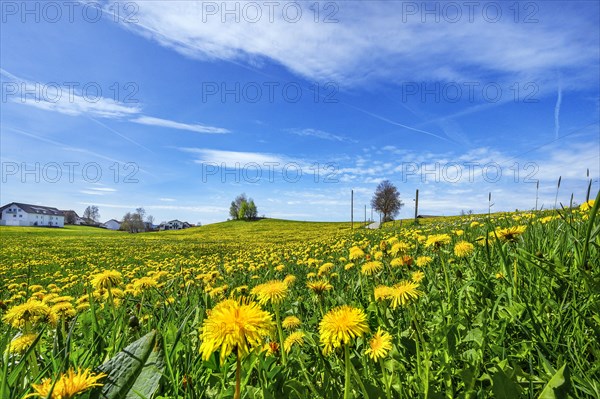 Green meadow with common dandelion (Taraxacum sect. Ruderalia), and foehn clouds, Allgaeu, Swabia, Bavaria, Germany, Europe