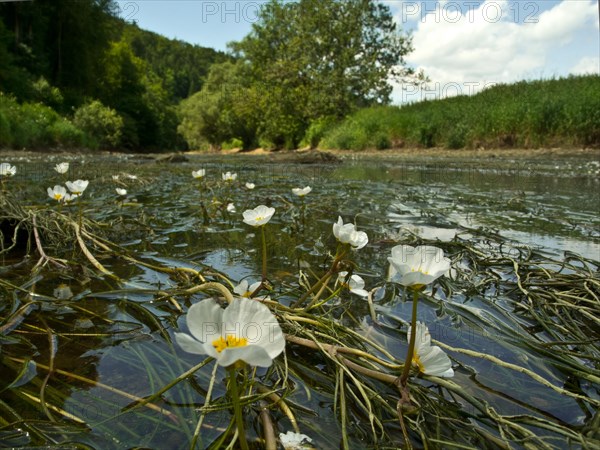 Flooding buttercup, Ranunculus fluitans, Danube seepage near Immendingen, Tuttlingen district, Baden-Wuerttemberg, Germany, Europe