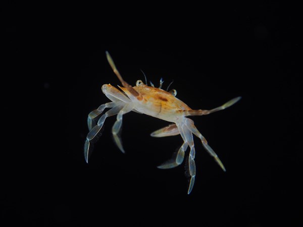 Sargassum swimming crab (Portunus sayi) at night, dive site Riviera Beach, Florida, USA, North America