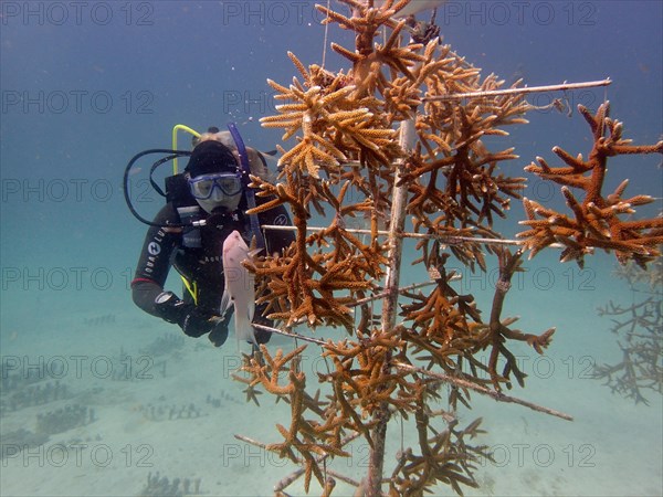 Coral farming. Magnificently grown specimens of staghorn coral (Acropora cervicornis) on the rack, ready to be cut into pieces and then released onto the reef. The aim is to breed corals that can withstand the higher water temperatures. Dive site Nursery, Tavernier, Florida Keys, Florida, USA, North America