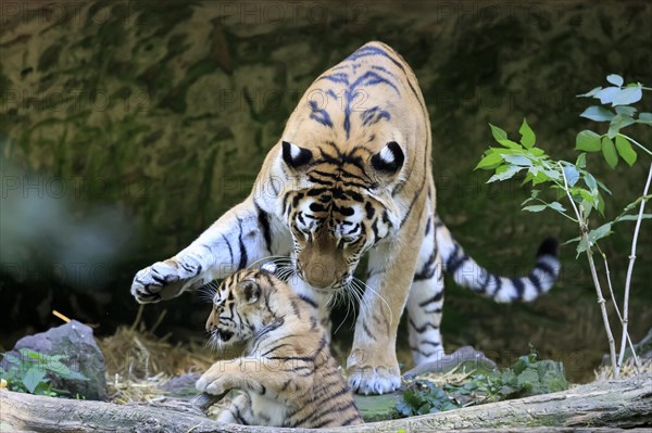 Adult tiger caring for a young tiger young, Siberian tiger, Amur tiger, (Phantera tigris altaica), cubs