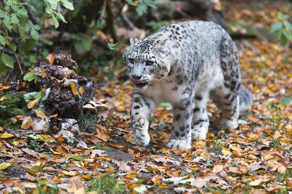 A snow leopard strides through an autumnal forest, leaves around it, snow leopard, (Uncia uncia), young