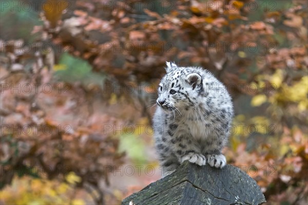 A snow leopard young perched on a vantage point with a view over autumn-coloured trees, snow leopard (Uncia uncia), young