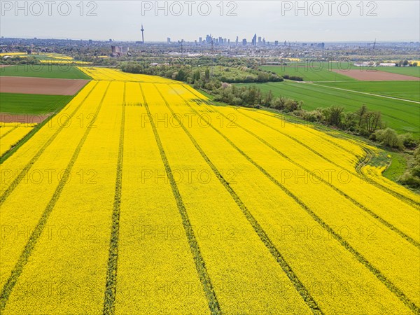 A rape field in the north-west of Frankfurt is in full bloom, while the silhouette of Frankfurt's banking skyline rises on the horizon. (Aerial view with a drone), Frankfurt am Main, Hesse, Germany, Europe