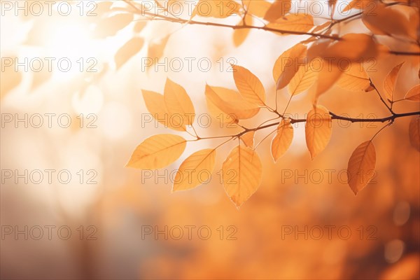 Orange autumn leaves on tree. KI generiert, generiert, AI generated