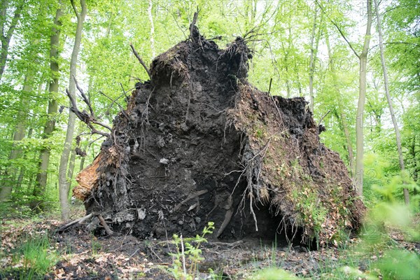 Deadwood structure in deciduous forest, large root plate, important habitat for insects and birds, North Rhine-Westphalia, Germany, Europe