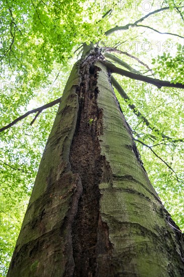 Deadwood structure Gully in deciduous forest, huge damage to standing tree trunk, important habitat for insects and birds, North Rhine-Westphalia, Germany, Europe