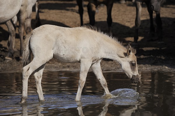 Duelmen wild horse, foal in the water, Merfelder Bruch, Duelmen, North Rhine-Westphalia, Germany, Europe