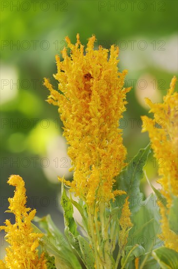 Plumose celosia (Celosia argentea var. plumosa), inflorescence, ornamental plant, North Rhine-Westphalia, Germany, Europe