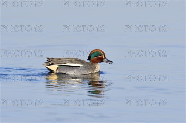 Eurasian teal (Anas crecca), drake, North Rhine-Westphalia, Germany, Europe