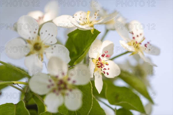 Pear tree blossom (Pyrus), pome fruit family (Pyrinae), meadow orchard, spring, Langgassen, Pfullendorf, Linzgau, Baden-Wuerttemberg, Germany, Europe