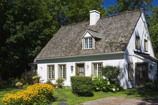 Old circa 1886 white with beige and brown trim Canadiana cottage style home facade with landscaped front yard that includes yellow Rudbeckia fulgida â€˜Goldsturm', Coneflowers in summer, Quebec, Canada, North America