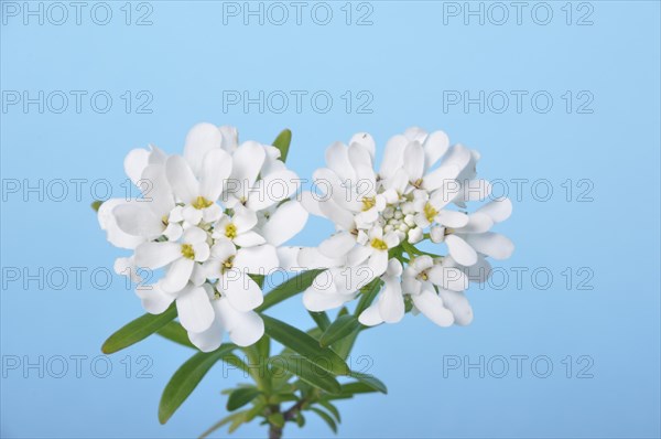 Iberis sempervirens in flower