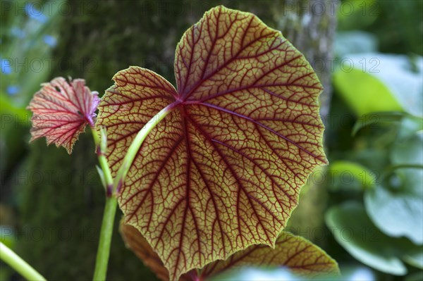 Veins of a leaf backlit in the Parc Floral et Tropical de la Court d'Aron, Saint Cyr en Talmondais, Vandee, France, Europe