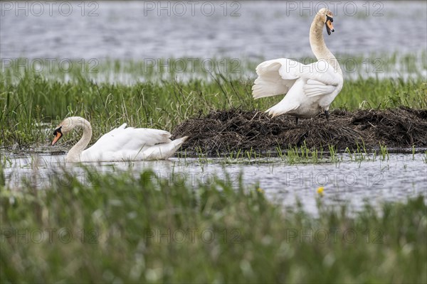 Mute swans (Cygnus olor) at the nest, Bremen, Germany, Europe