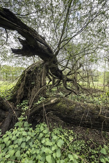 Old willows (Salix alba) in the quarry forest, Emsland, Lower Saxony, Germany, Europe