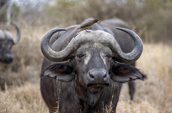 African buffalo (Syncerus caffer caffer) with yellowbill oxpecker (Buphagus africanus), in dry grass, animal portrait, Kruger National Park, South Africa, Africa