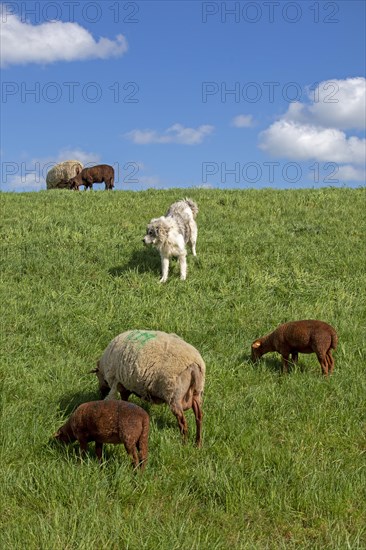 Sheepdog guarding sheep, lambs, shepherd dog, Elbe dyke near Bleckede, Lower Saxony, Germany, Europe