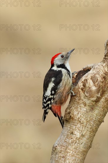 Middle spotted woodpecker (Dendrocopos medius) sitting at a water pot in a tree trunk, Animals, Birds, Woodpeckers, Wilnsdorf, North Rhine-Westphalia, Germany, Europe