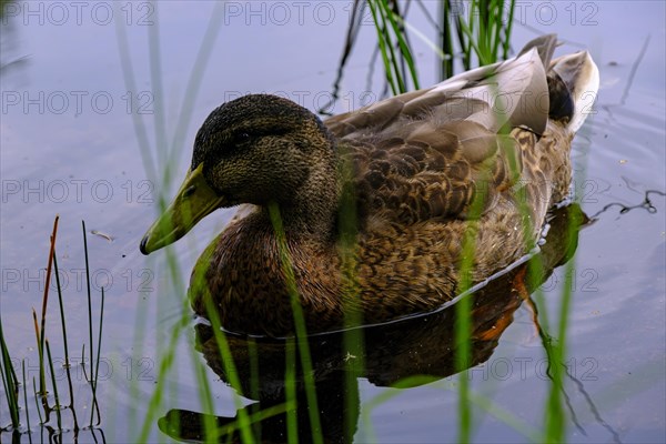 Young mallard on Lake Helgasjoen in front of the ruins of Kronoberg Castle (Kronobergs slottsruin), Vaexjoe, Smaland, Kronobergs laen, Sweden, Europe