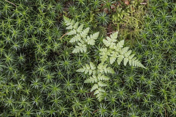 Lady fern (Athyrium filix-femina) in a moss cushion (Polytrichum commune), Emsland, Lower Saxony, Germany, Europe