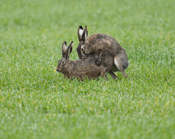 European hare (Lepus europaeus), mating, copula on a grain field, wildlife, Thuringia, Germany, Europe