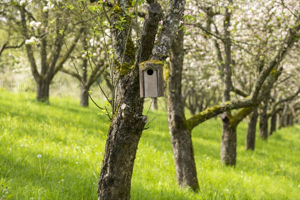 Orchard meadow, blossoming apple trees, nesting box, Baden, Wuerttemberg, Germany, Europe