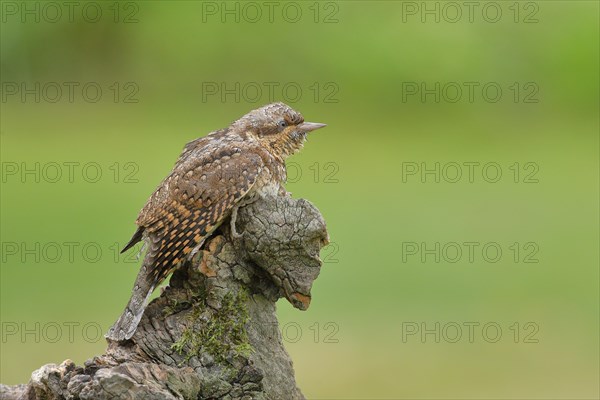 Eurasian wryneck (Jynx torquilla) family of woodpeckers, camouflage-coloured plumage, sits on an old tree root to forage, Wilnsdorf, North Rhine-Westphalia, Germany, Europe