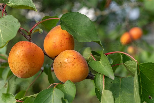 Ripe apricots on the tree in early summer. Alsace, Great East, France, Europe