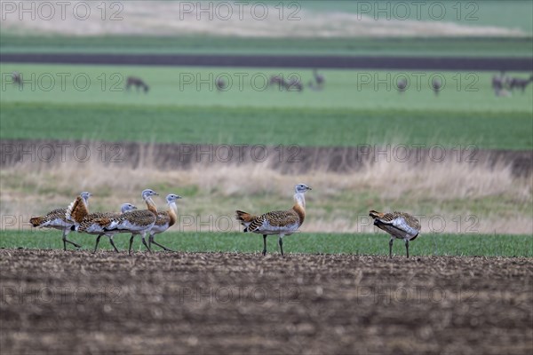 Several great bustards (Otis tarda) in a field, cockerels, Lower Austria, Austria, Europe