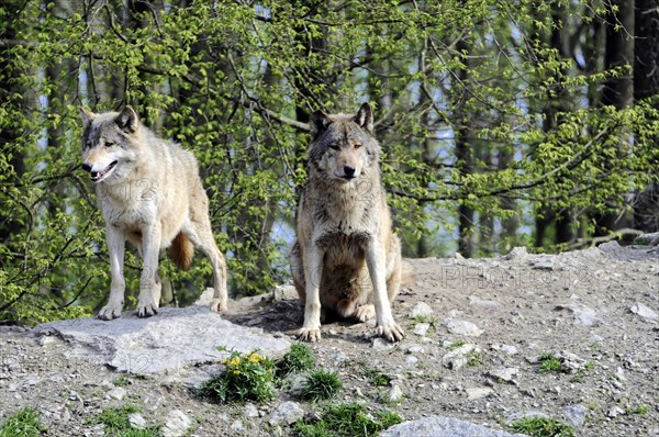 Mackenzie valley wolf (Canis lupus occidentalis), Captive, Germany, Europe, An upright standing wolf on a rock looks around attentively, Tierpark, Baden-Wuerttemberg, Europe