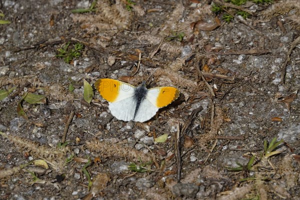 Orange tip butterfly (Anthocharis cardamines), spring, Germany, Europe