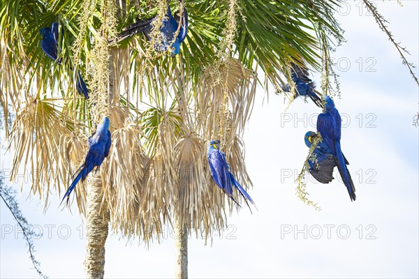 Hyacinth Macaw (Anodorhynchus hyacinthinus) Pantanal Brazil