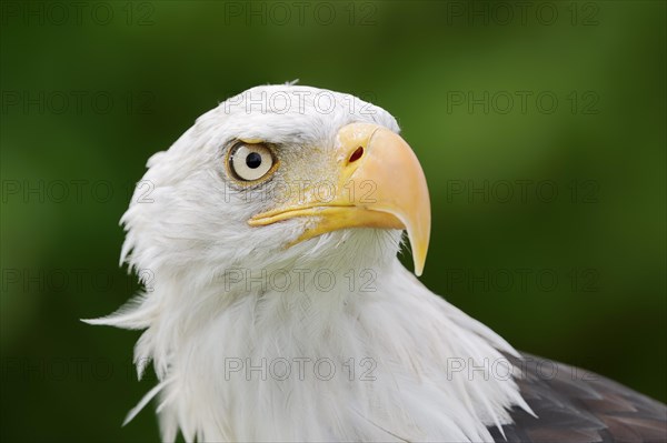 Bald eagle (Haliaeetus leucocephalus), portrait, captive, occurrence in North America