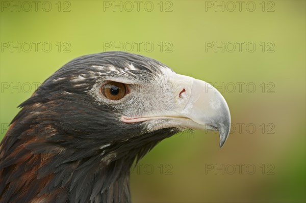 Wedge-tailed eagle (Aquila audax), portrait, captive, occurrence in Australia