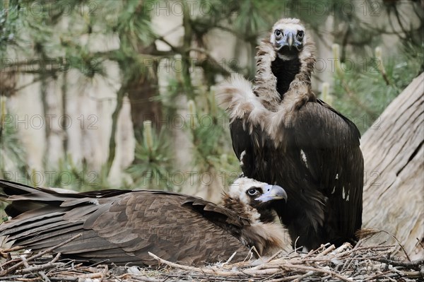 Cinereous vulture (Aegypius monachus), pair at the nest, captive, Germany, Europe