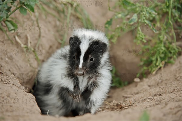 Striped skunk (Mephitis mephitis), juvenile at the burrow, captive, occurrence in North America