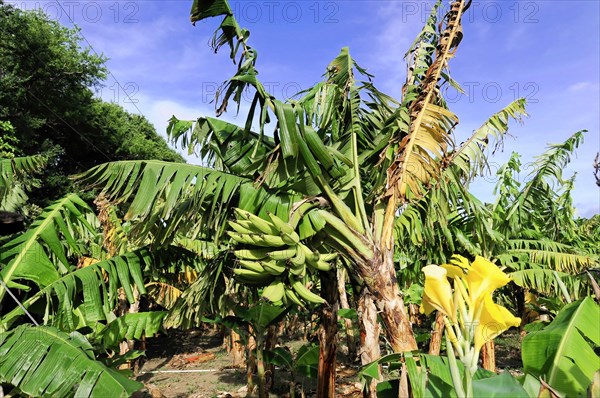 Ometepe Island, Nicaragua, Ripe bananas on bushes next to a yellow flower with green leaves, Central America, Central America