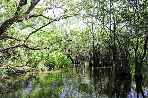 Ometepe Island, Nicaragua, Sunlight floods a tranquil section of mangrove forest by the river, Central America, Central America