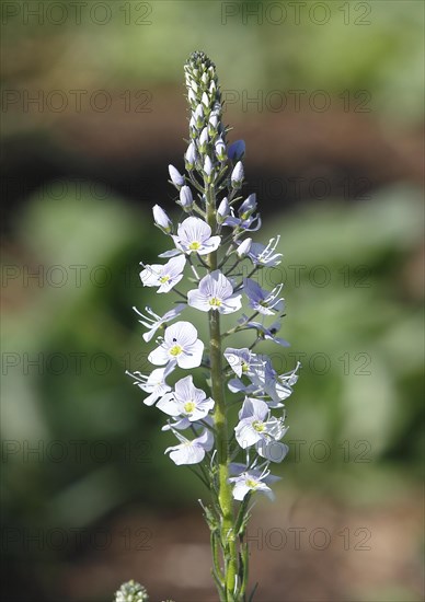 Gentian speedwell, gentian speedwell (Veronica gentianoides) North Rhine-Westphalia, Germany, Europe