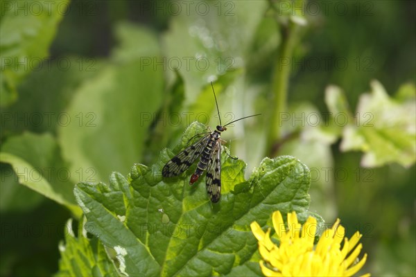 Common scorpionfly (Panorpa communis), North Rhine-Westphalia, Germany, Europe